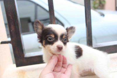 Long Coat Parti Color Chihuahua - Chihuahua Dog