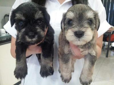 Miniature Schnaucer With Mka Cert &amp; - Schnauzer Dog