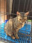 Cathy - American Shorthair Cat