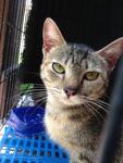 Cathy - American Shorthair Cat