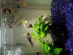 Water Babies - Livebearers Fish