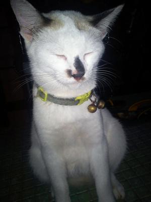 Miumiu - American Shorthair Cat