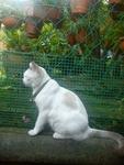 Miumiu - American Shorthair Cat