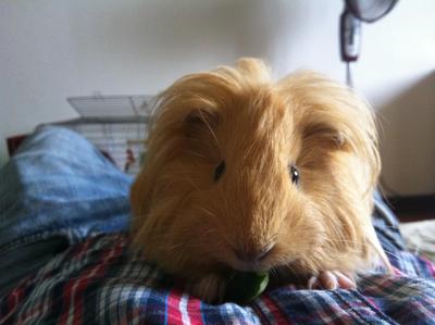 Maliiiii - Guinea Pig Small & Furry