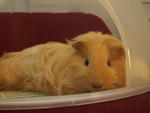 Maliiiii - Guinea Pig Small & Furry