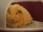 Maliiiii - Guinea Pig Small & Furry