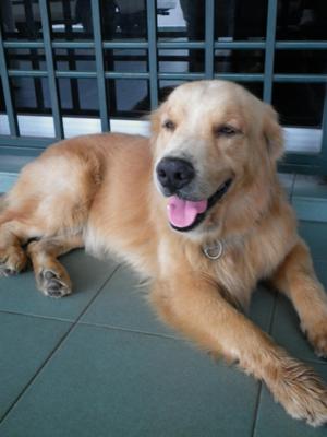 Max - Golden Retriever Dog