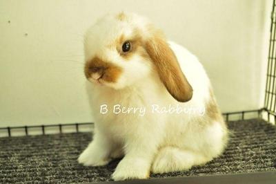 Holland Lop - Broken Tort 222 - Holland Lop Rabbit