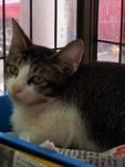 For Adoption - Domestic Short Hair Cat