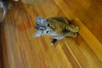 Smudge - Tortoiseshell + Tuxedo Cat