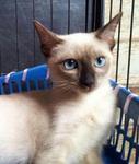 Lily (Formerly Known As Bunmii) - Siamese Cat