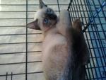 Lily (Formerly Known As Bunmii) - Siamese Cat