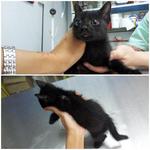 Cutie Blacky - Domestic Short Hair Cat