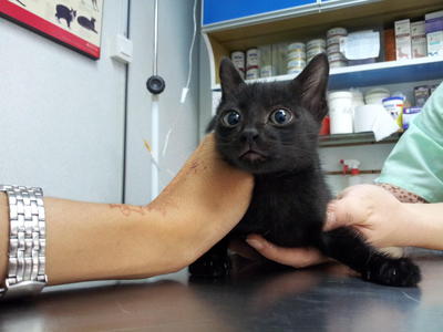 Cutie Blacky - Domestic Short Hair Cat