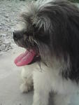 Gaozaii - Shih Tzu Mix Dog