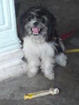 Gaozaii - Shih Tzu Mix Dog