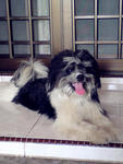 Gaozaii - Shih Tzu Mix Dog