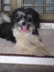 Gaozaii - Shih Tzu Mix Dog