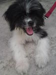 Gaozaii - Shih Tzu Mix Dog