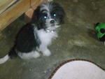 Gaozaii - Shih Tzu Mix Dog