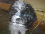 Gaozaii - Shih Tzu Mix Dog