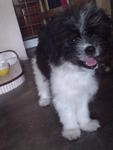 Gaozaii - Shih Tzu Mix Dog