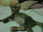 Kechik - Domestic Short Hair Cat