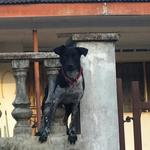 Rock(Labu) - Labrador Retriever Mix Dog