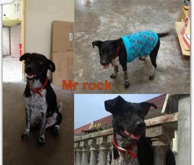 Rock(Labu) - Labrador Retriever Mix Dog