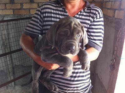 Neopoliton Mastiff 2mths Puppies - Neapolitan Mastiff Dog