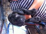 Neopoliton Mastiff 2mths Puppies - Neapolitan Mastiff Dog