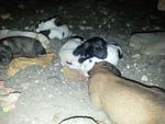 Urgent Eight  2013 Puppies - Mixed Breed Dog