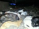 Urgent Eight  2013 Puppies - Mixed Breed Dog