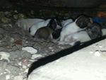 Urgent Eight  2013 Puppies - Mixed Breed Dog