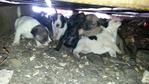 Urgent Eight  2013 Puppies - Mixed Breed Dog