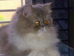 Sweet Lily Rose - Persian Cat