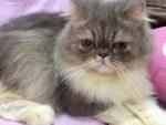 Sweet Lily Rose - Persian Cat