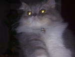 Sweet Lily Rose - Persian Cat