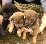 Playful - Mixed Breed Dog