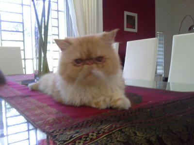 Season - Persian Cat