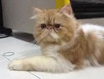 Season - Persian Cat