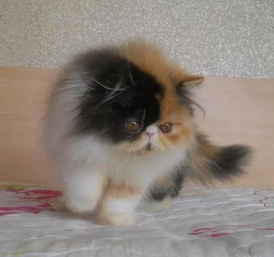 Butterfly Of Amankatz - Persian Cat