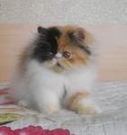 Butterfly Of Amankatz - Persian Cat