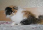 Butterfly Of Amankatz - Persian Cat