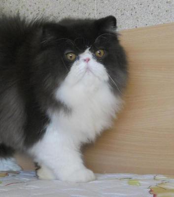 Bear Of Amankatz - Persian Cat