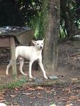 Lucky - Mixed Breed Dog