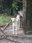 Lucky - Mixed Breed Dog