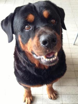 Rocky - Rottweiler Dog