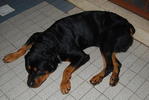 Rocky - Rottweiler Dog