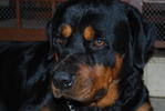 Rocky - Rottweiler Dog